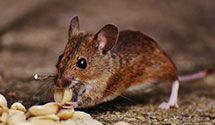 24 Hour & Emergency Exterminators in Boiling Springs, PA